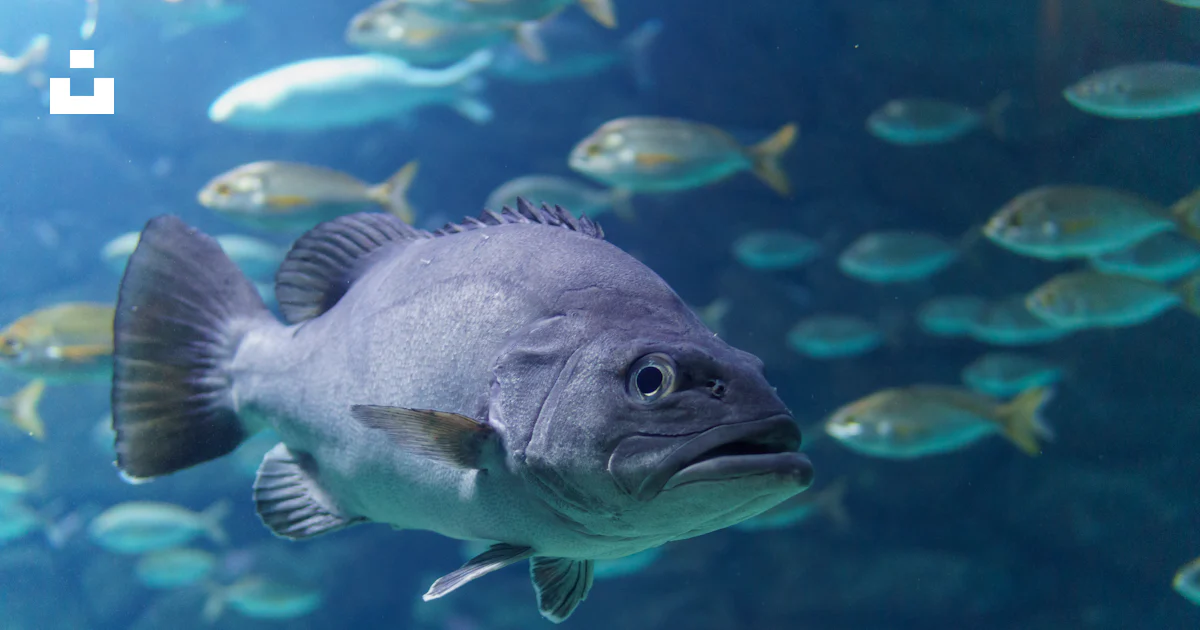 Grey fish in water with school of fish photo – Free A coruña Image on ...
