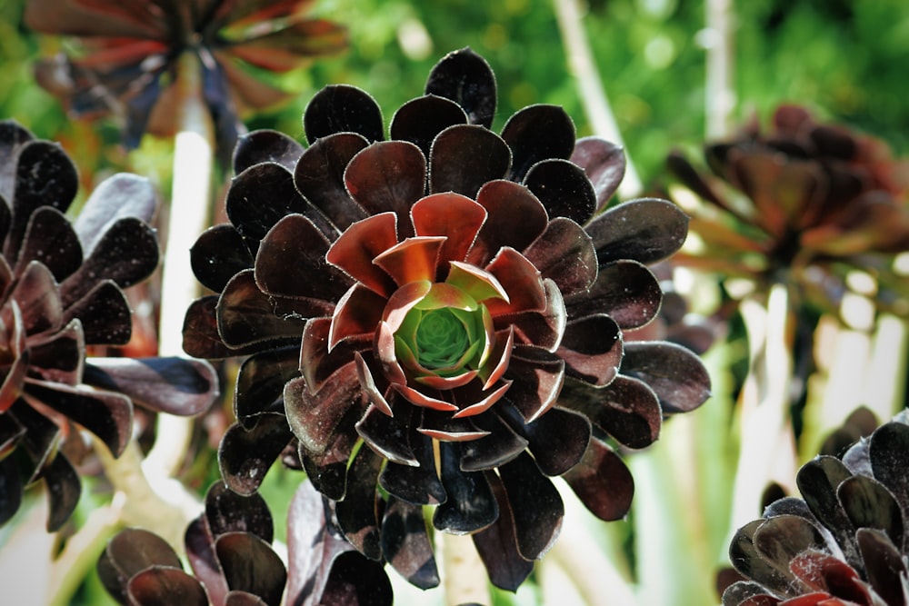 brown and green plant during daytime