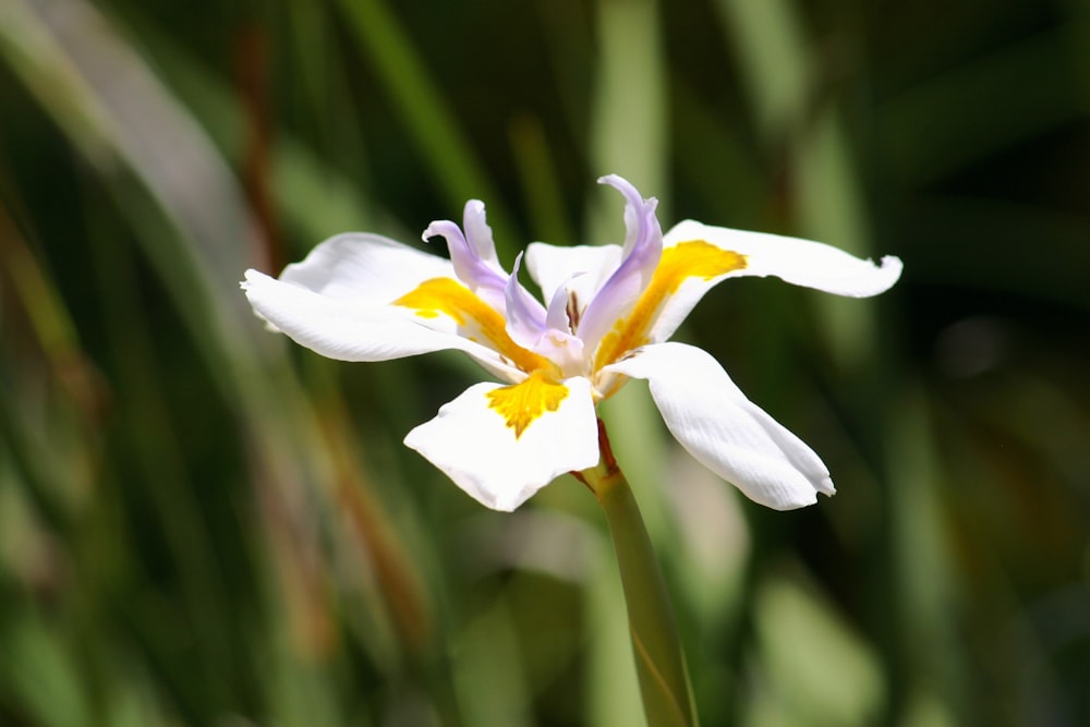 white and yellow daffodils in bloom during daytime