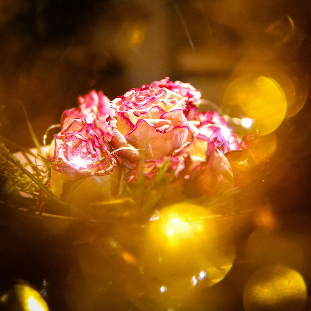 pink and yellow flower with water droplets