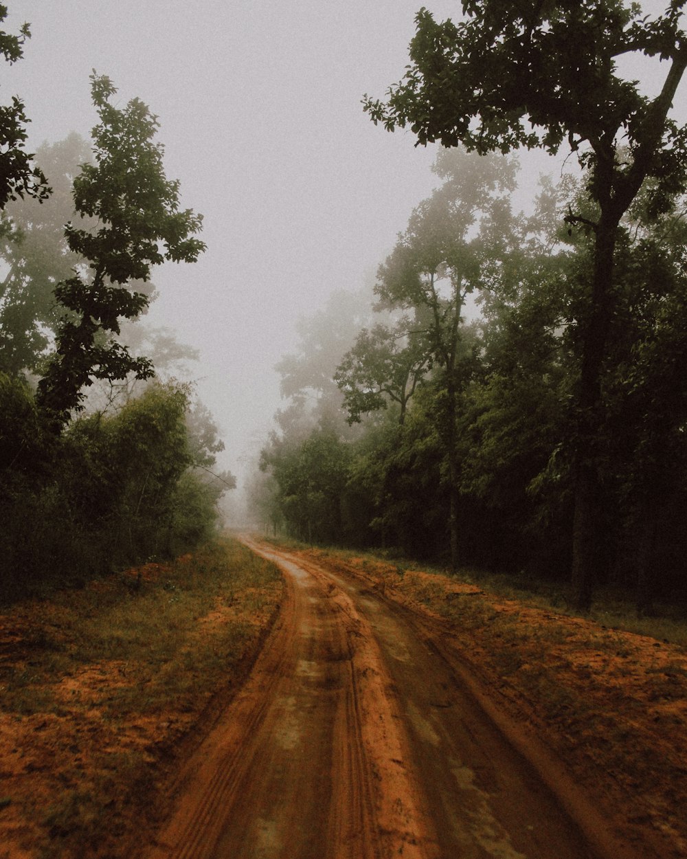 brown dirt road between green trees during foggy day