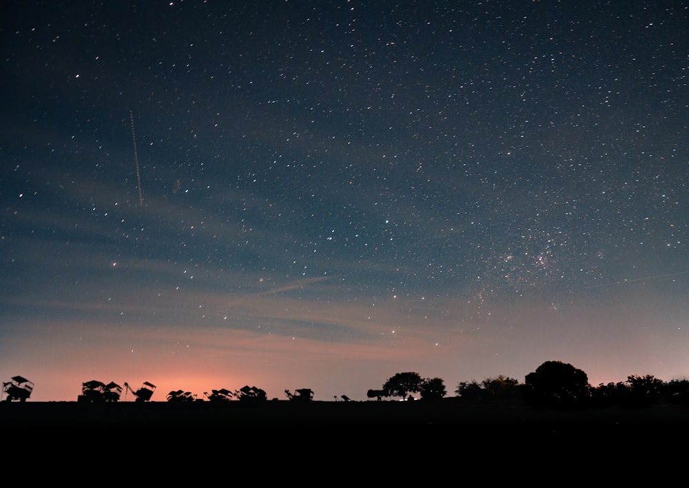 silhouette of trees under blue sky during night time