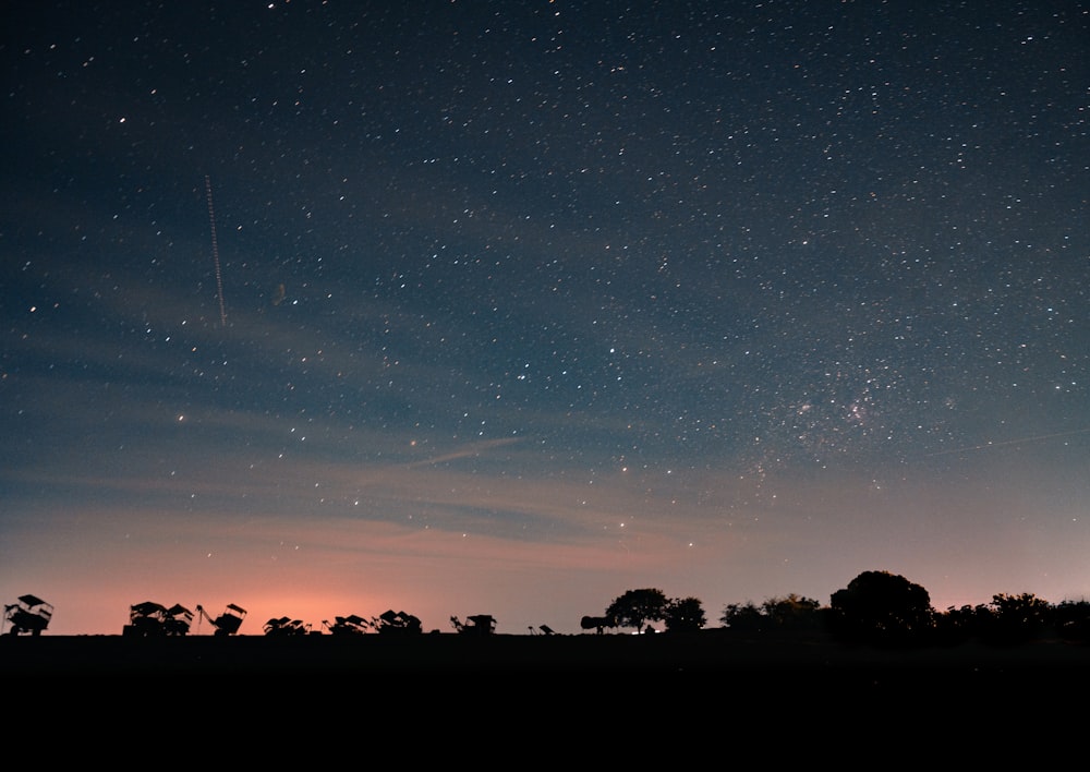silhouette di alberi sotto il cielo blu durante la notte
