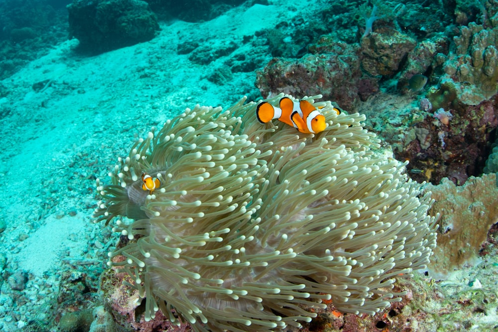 clown fish in body of water