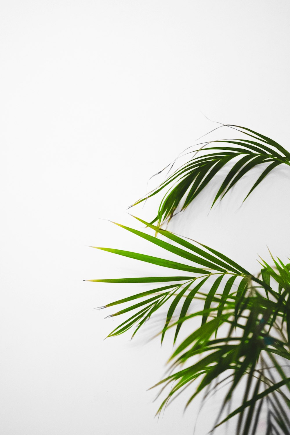 green leaf plant on white background