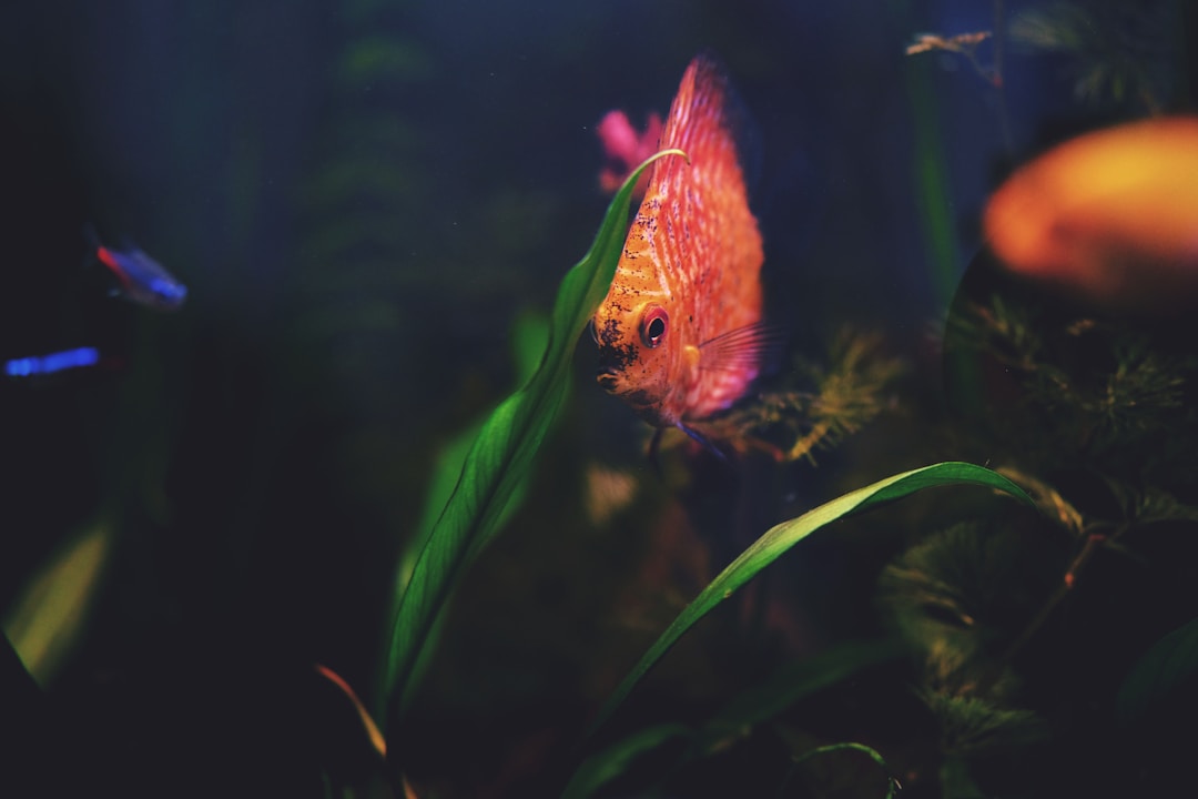 Orange discus fish showing warm color contrast in planted aquarium