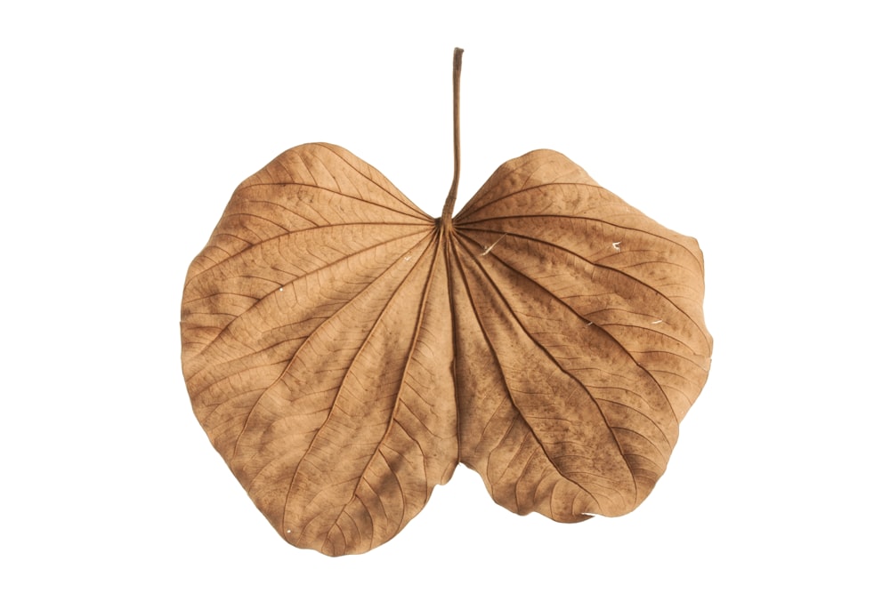 brown leaf with white background