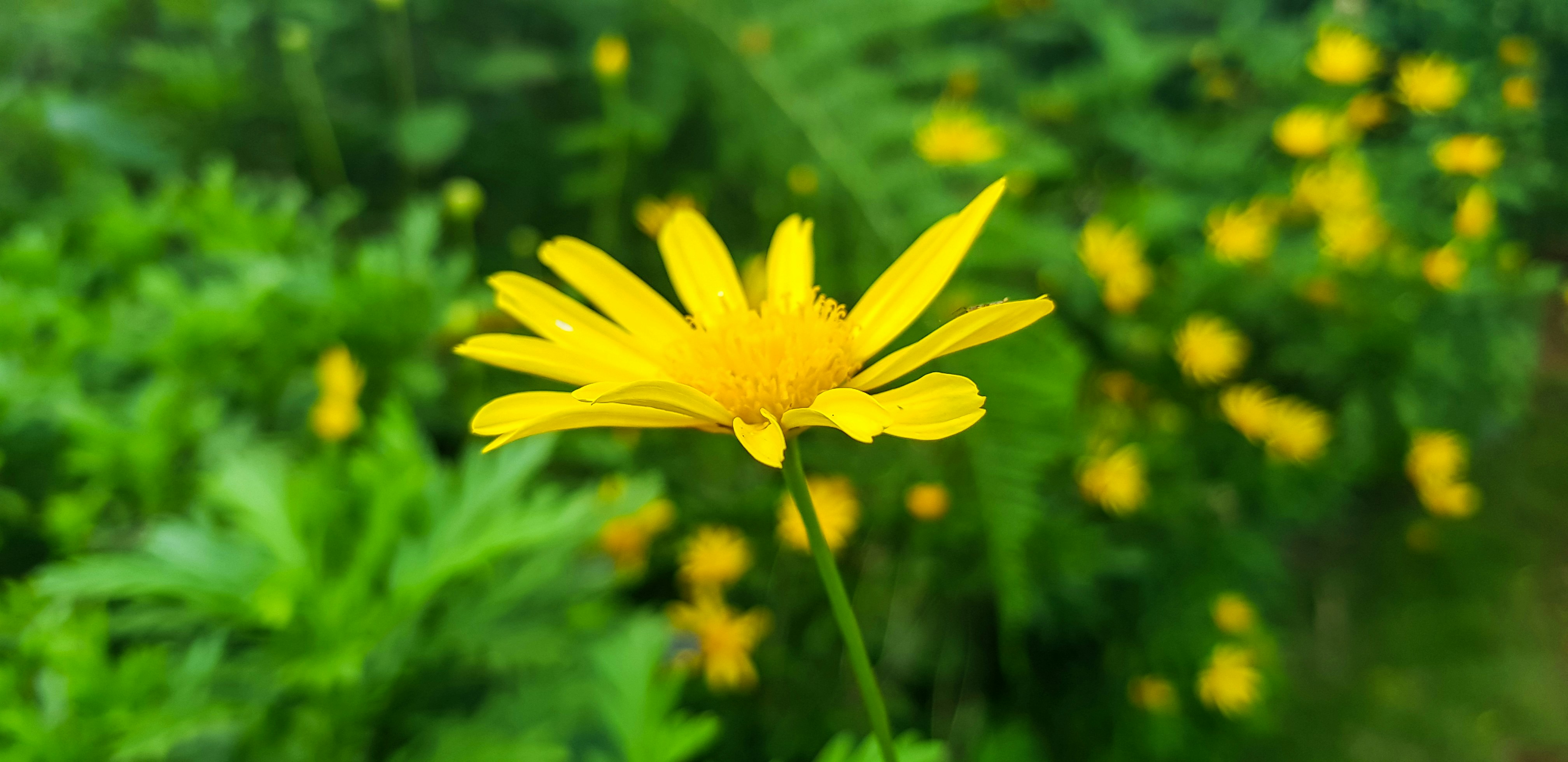Photo by upendran