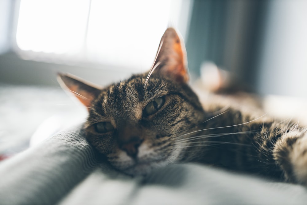 brown tabby cat lying on white textile