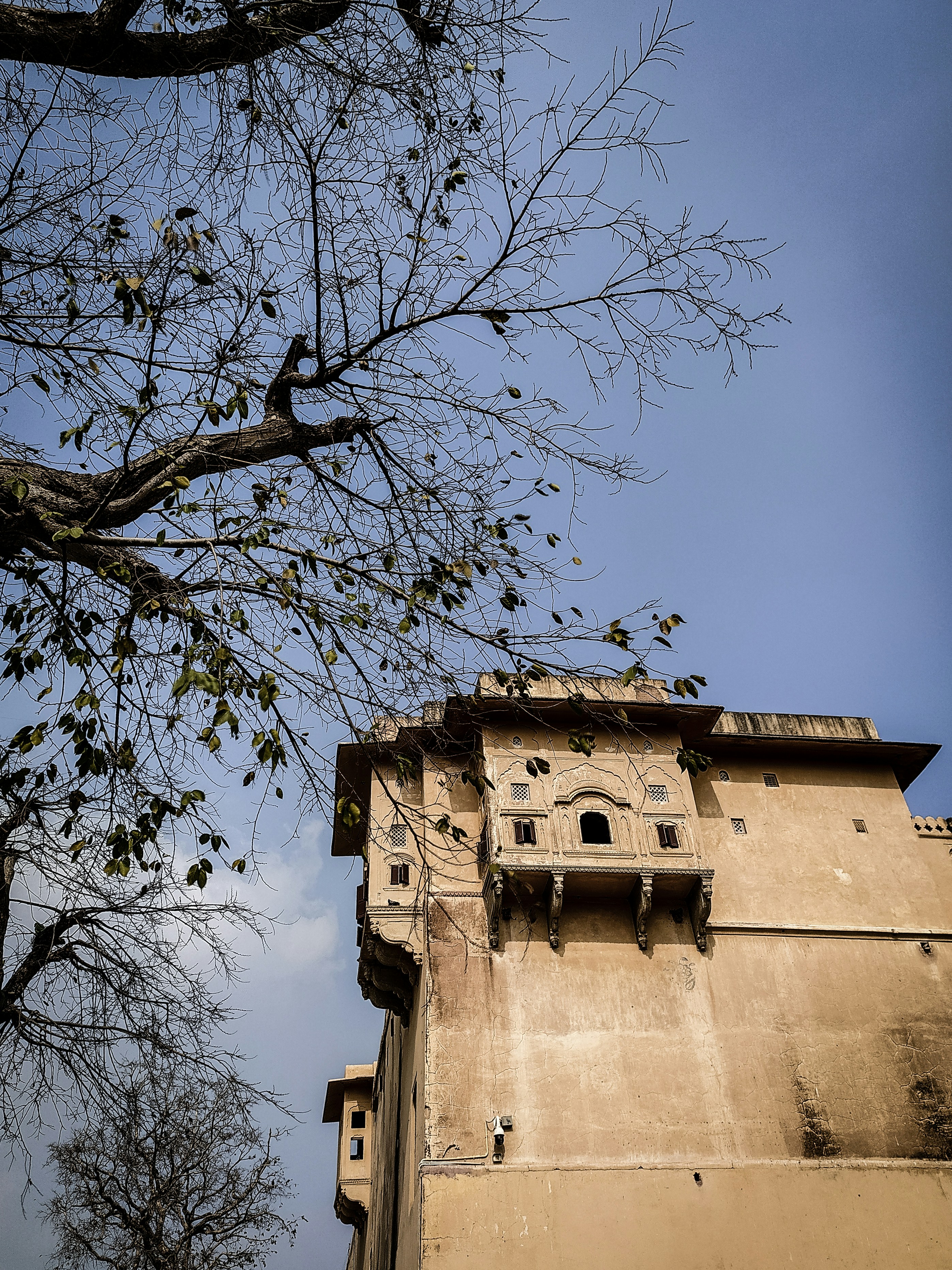 bare tree near beige concrete building