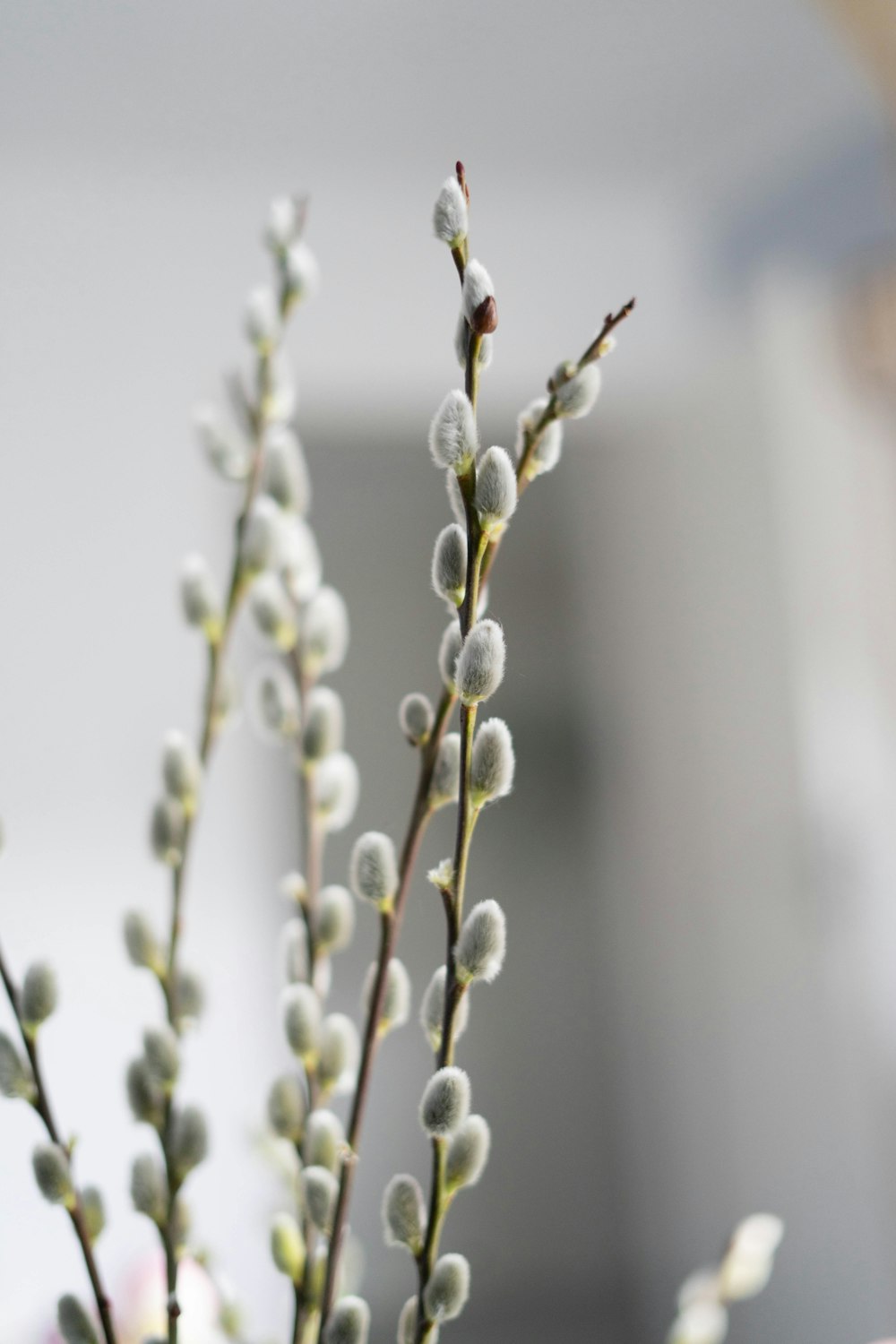 white flower buds in tilt shift lens