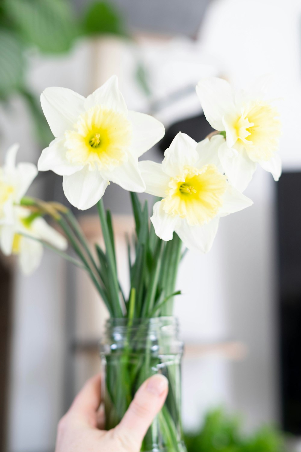 white and yellow daffodils in clear glass vase