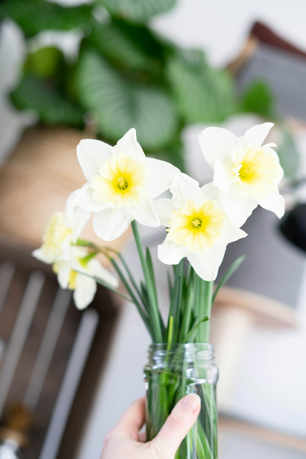 white and yellow daffodils in clear glass vase