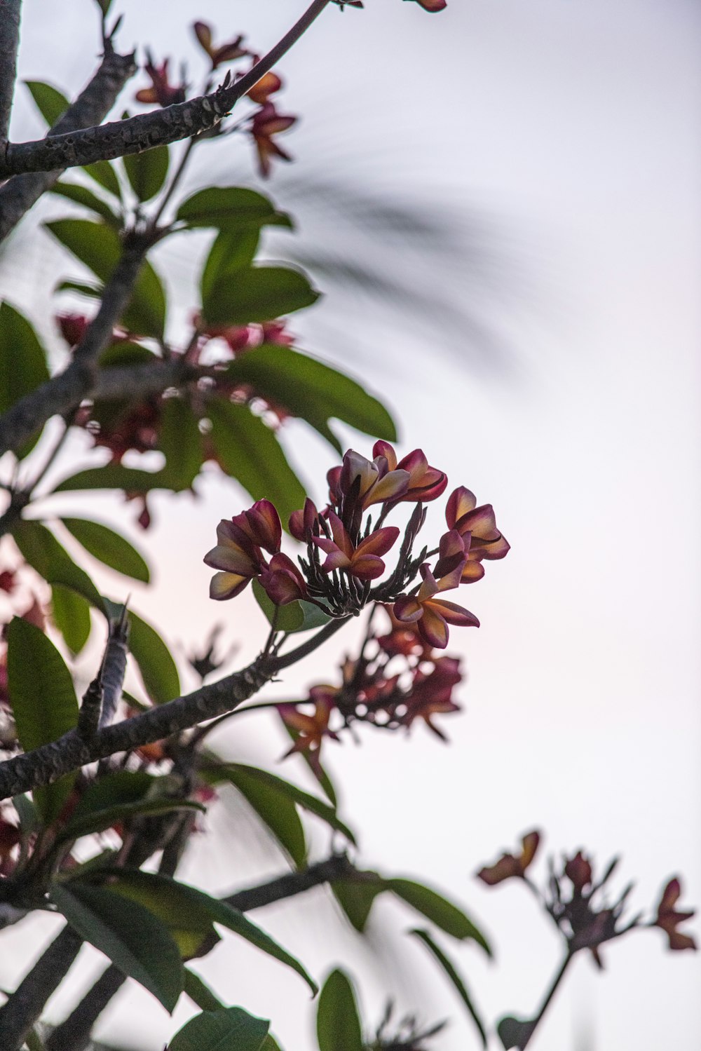 red and yellow flower in tilt shift lens