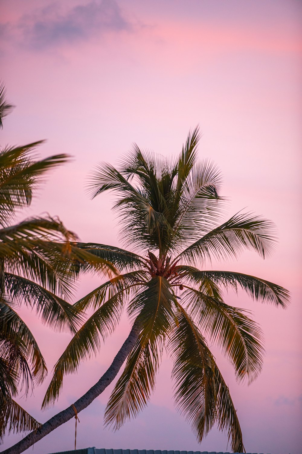 green palm tree under blue sky during daytime