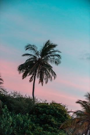 A vibrant palo rosa tree standing tall in the lush Paraná rainforest under a soft magenta sky.