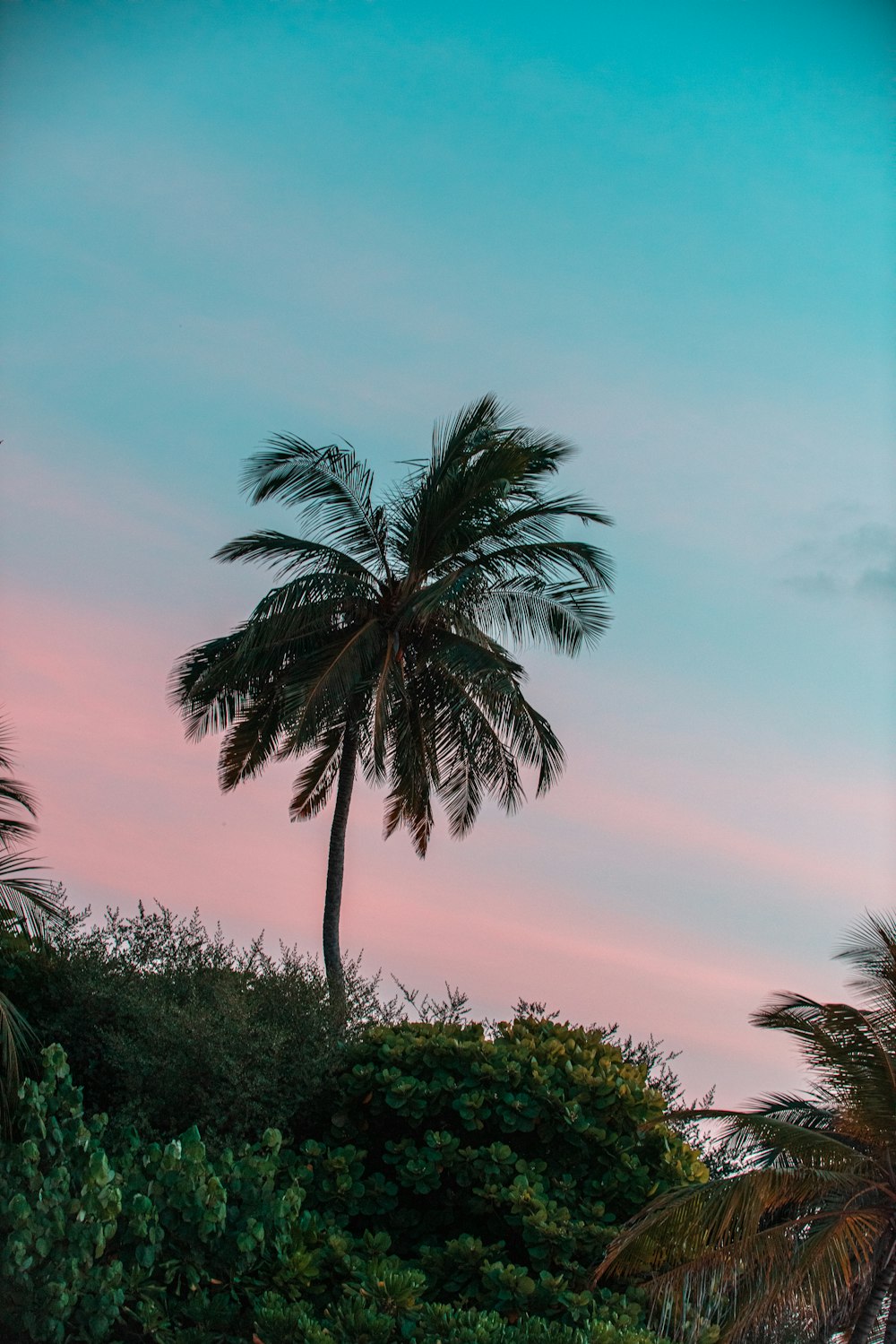 green palm tree under blue sky during daytime