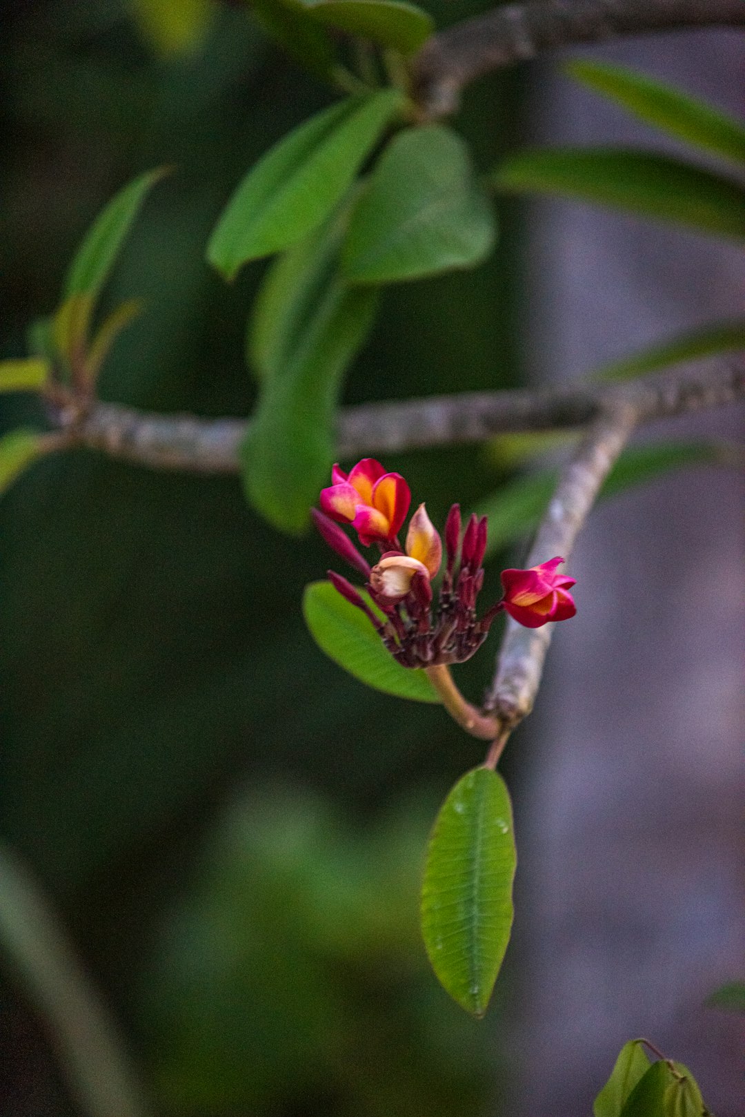 red flower on brown tree branch
