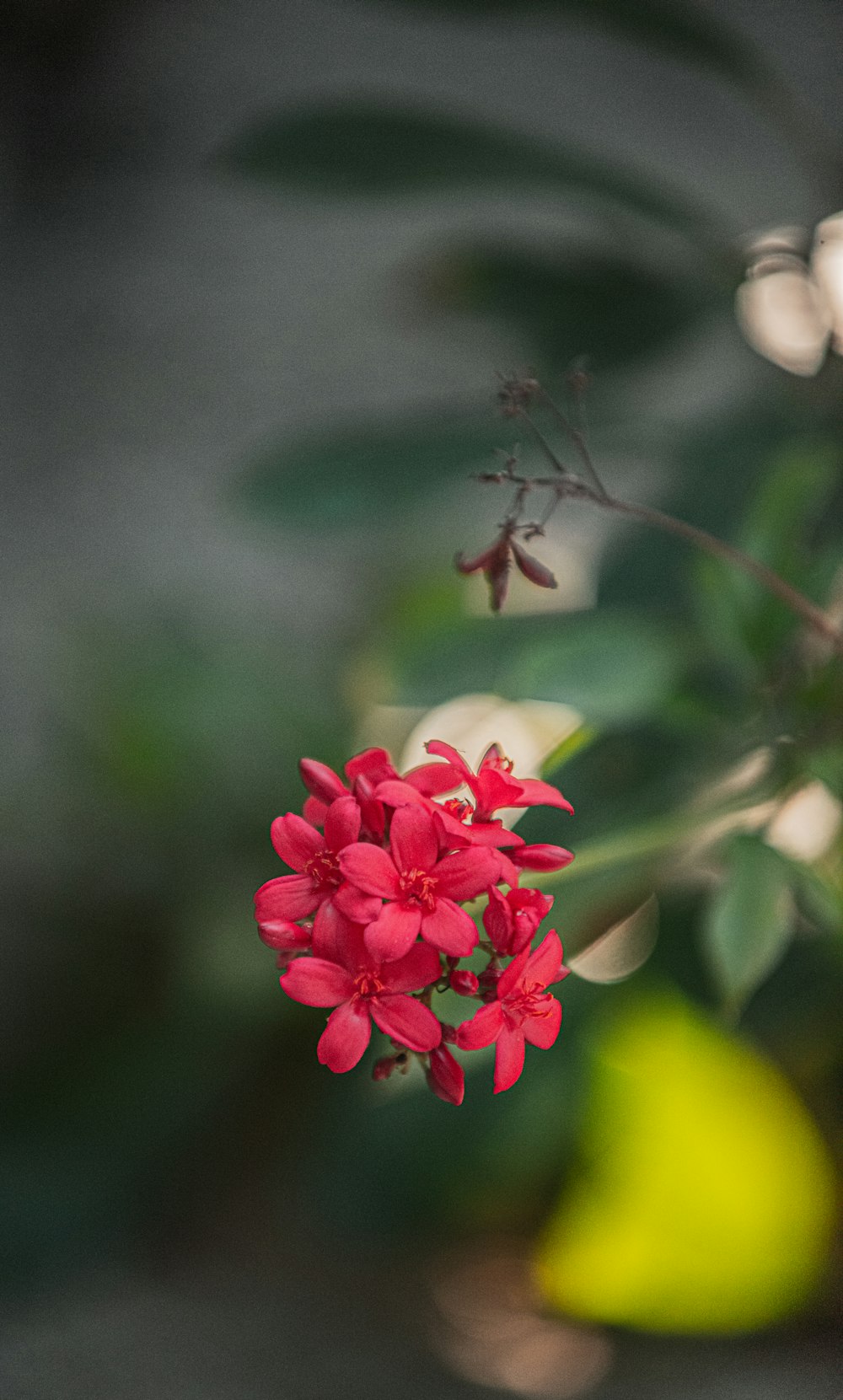 red and white flower in tilt shift lens