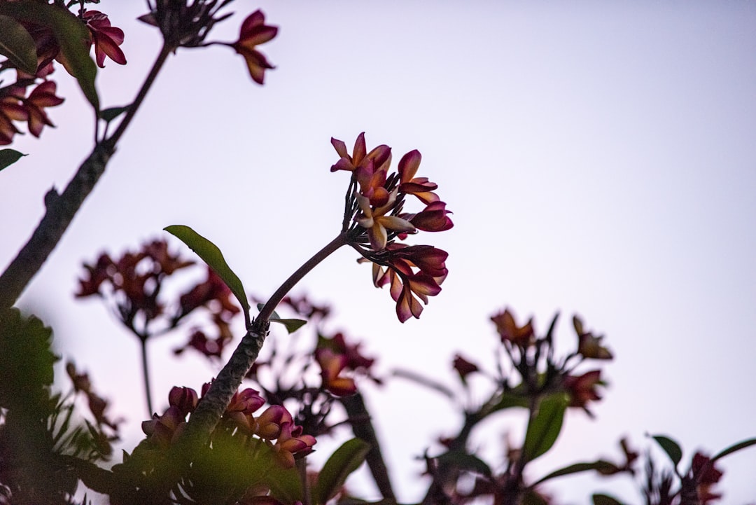 red and yellow flower in tilt shift lens