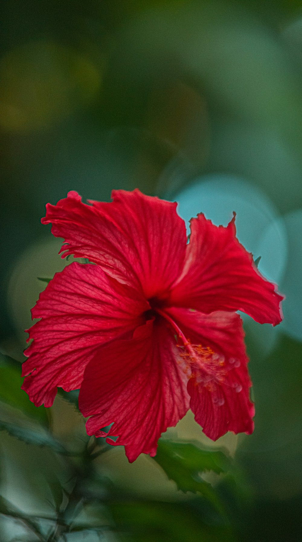 red hibiscus in bloom in close up photography