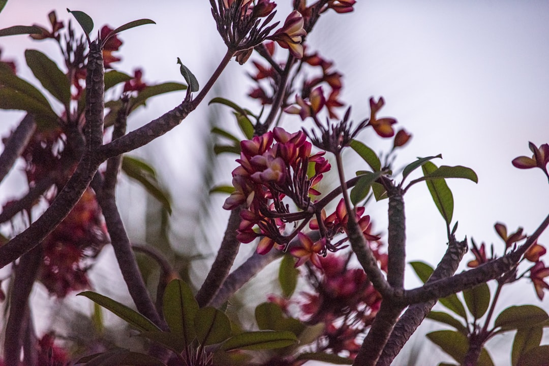 red and yellow flowers in tilt shift lens