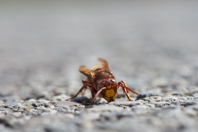 A close-up view of a hornet on a textured surface. The insect displays vibrant brown and yellow colors with detailed features visible, including its antennae and wings.