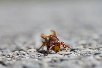 Close-up of a yellow-legged Asian hornet caught in a selective trap during early spring.