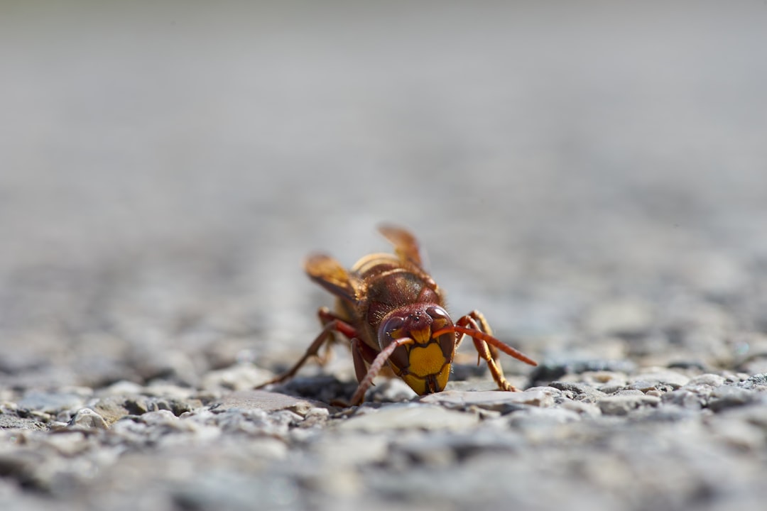 brown and black bee on gray rock