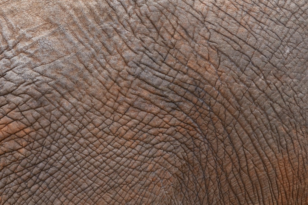 elefante marrom na fotografia de perto