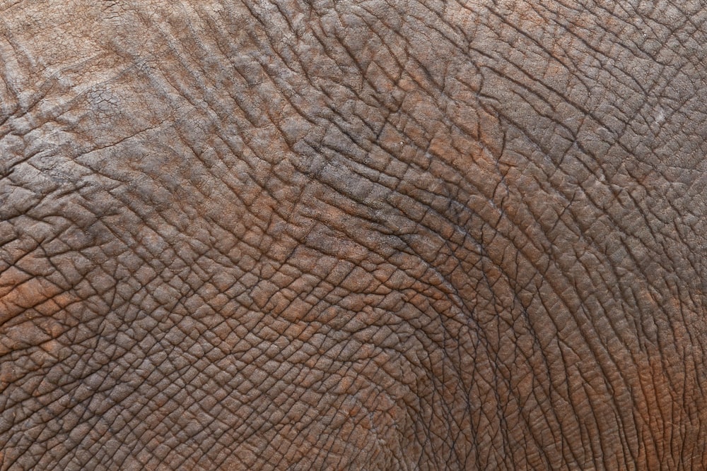 brown elephant in close up photography