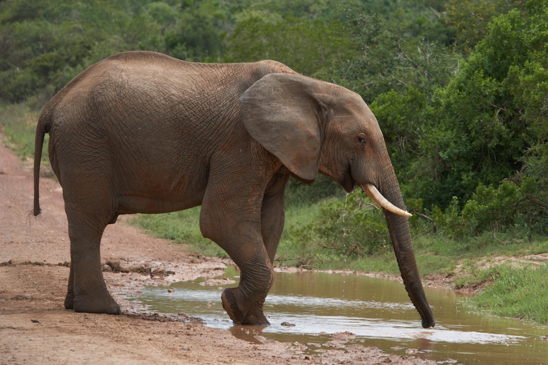 elephant walking on water during daytime