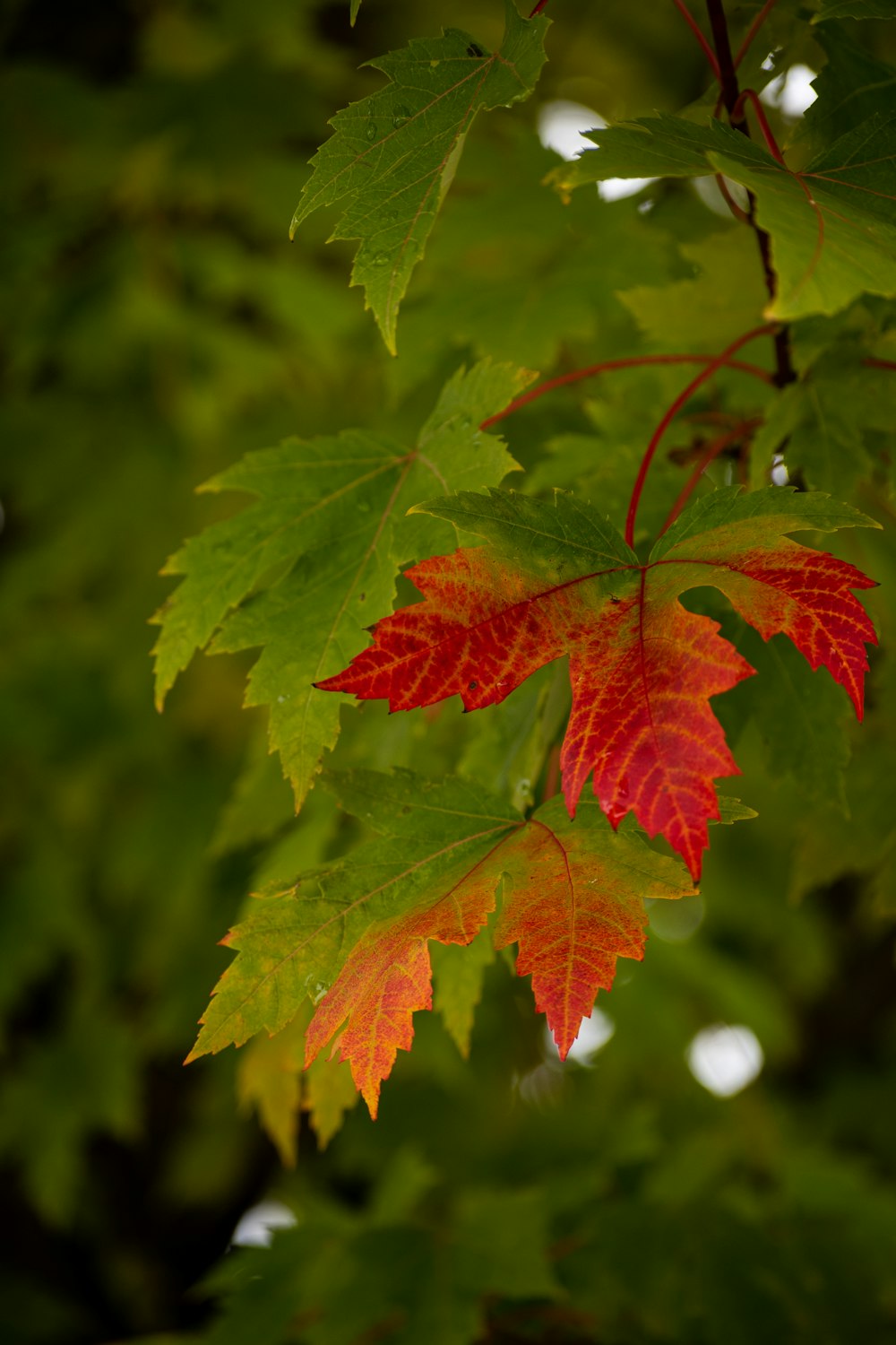 Rotes Ahornblatt in Nahaufnahmen