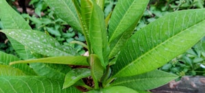 Prirodni zaštitni sprej