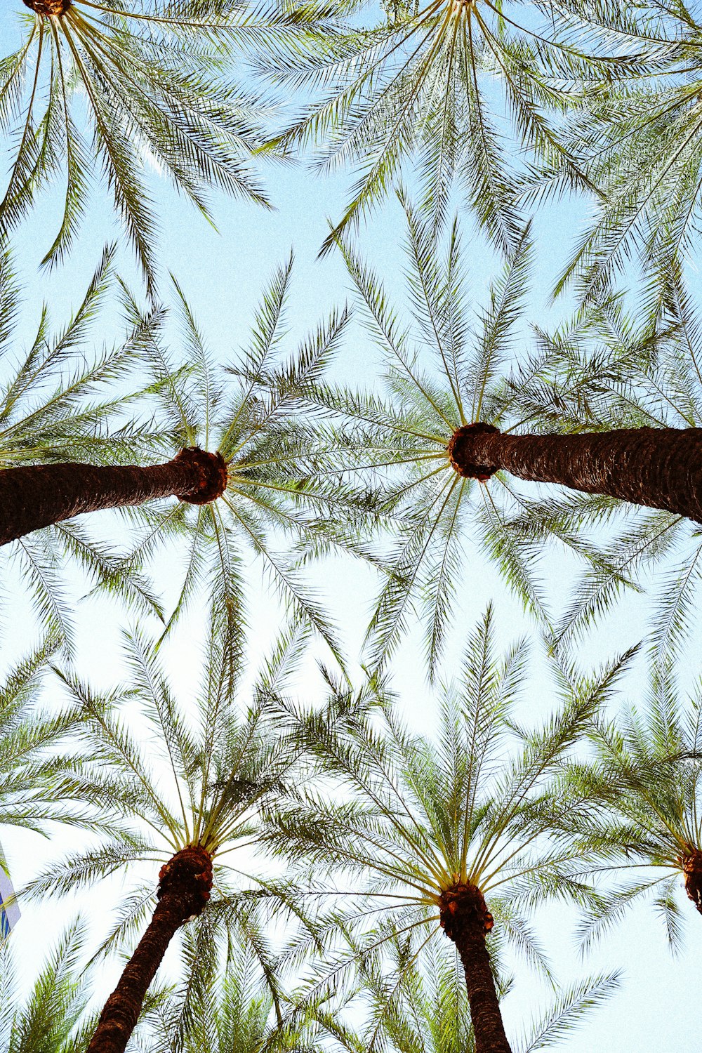 low angle photography of green palm tree