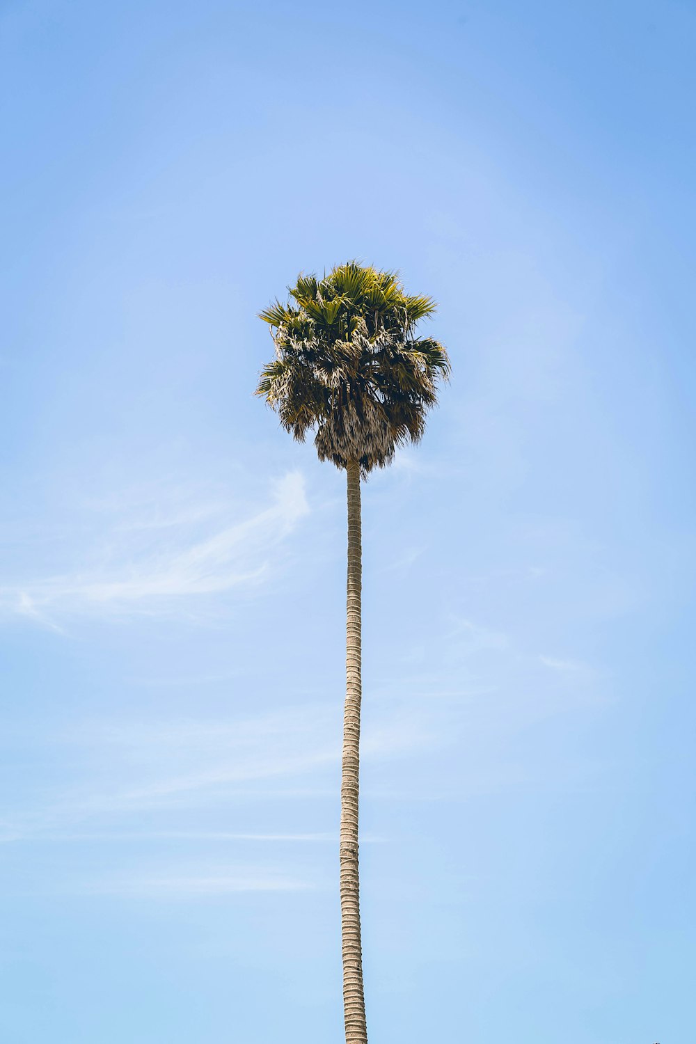 green tree under blue sky during daytime