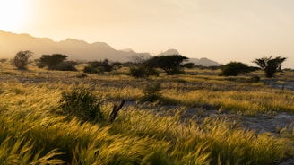 A vast African savannah with wild animals grazing under a golden sunset.