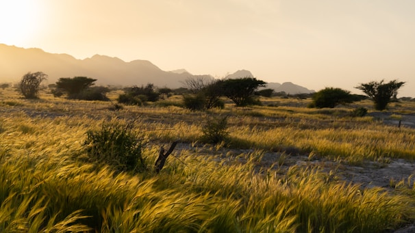 A vast African savannah with wild animals grazing under a golden sunset.