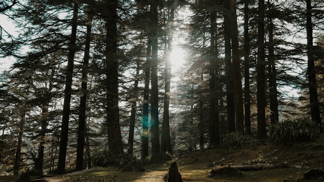 person in black jacket standing in the woods during daytime