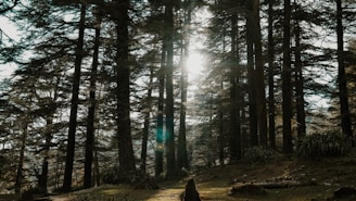 person in black jacket standing in the woods during daytime