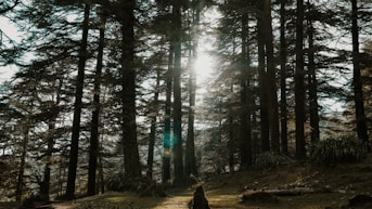 person in black jacket standing in the woods during daytime