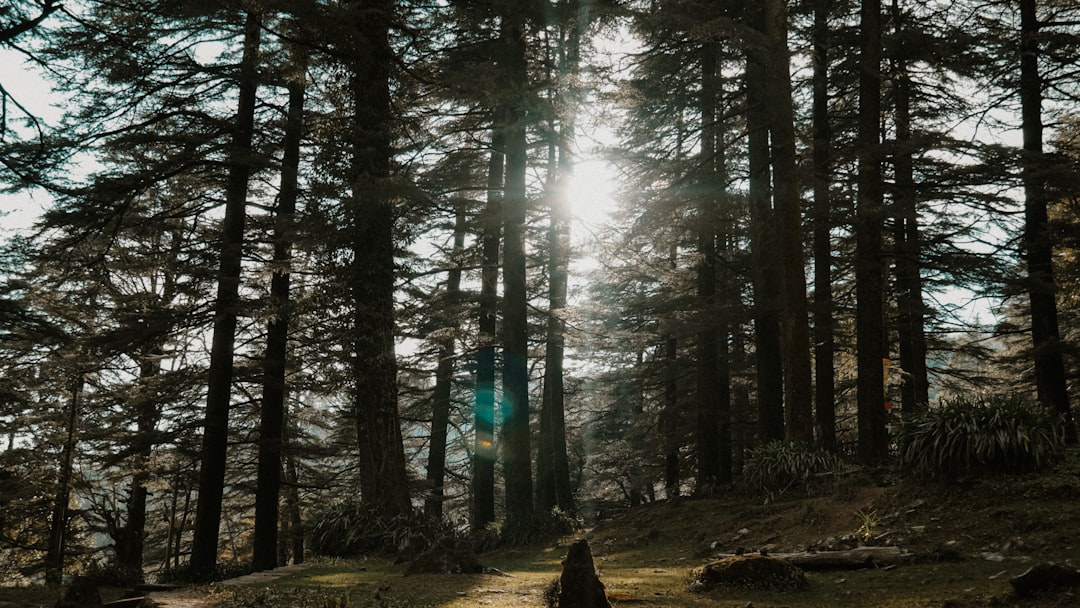 Forest photo spot St. John in the Wilderness Manali, Himachal Pradesh