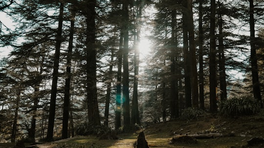 person in black jacket standing in the woods during daytime in St. John in the Wilderness India