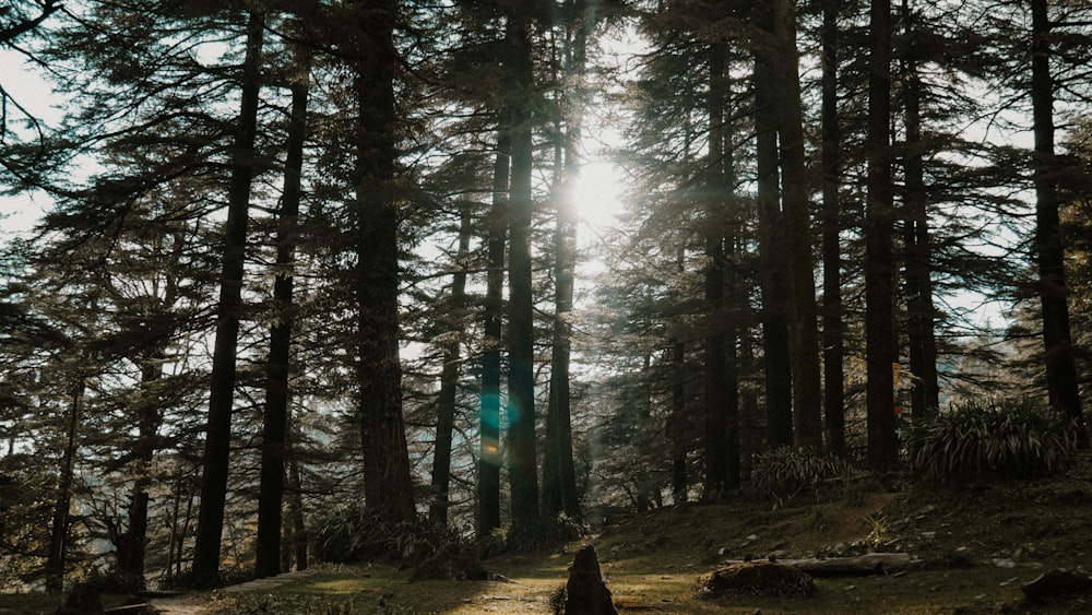 person in black jacket standing in the woods during daytime