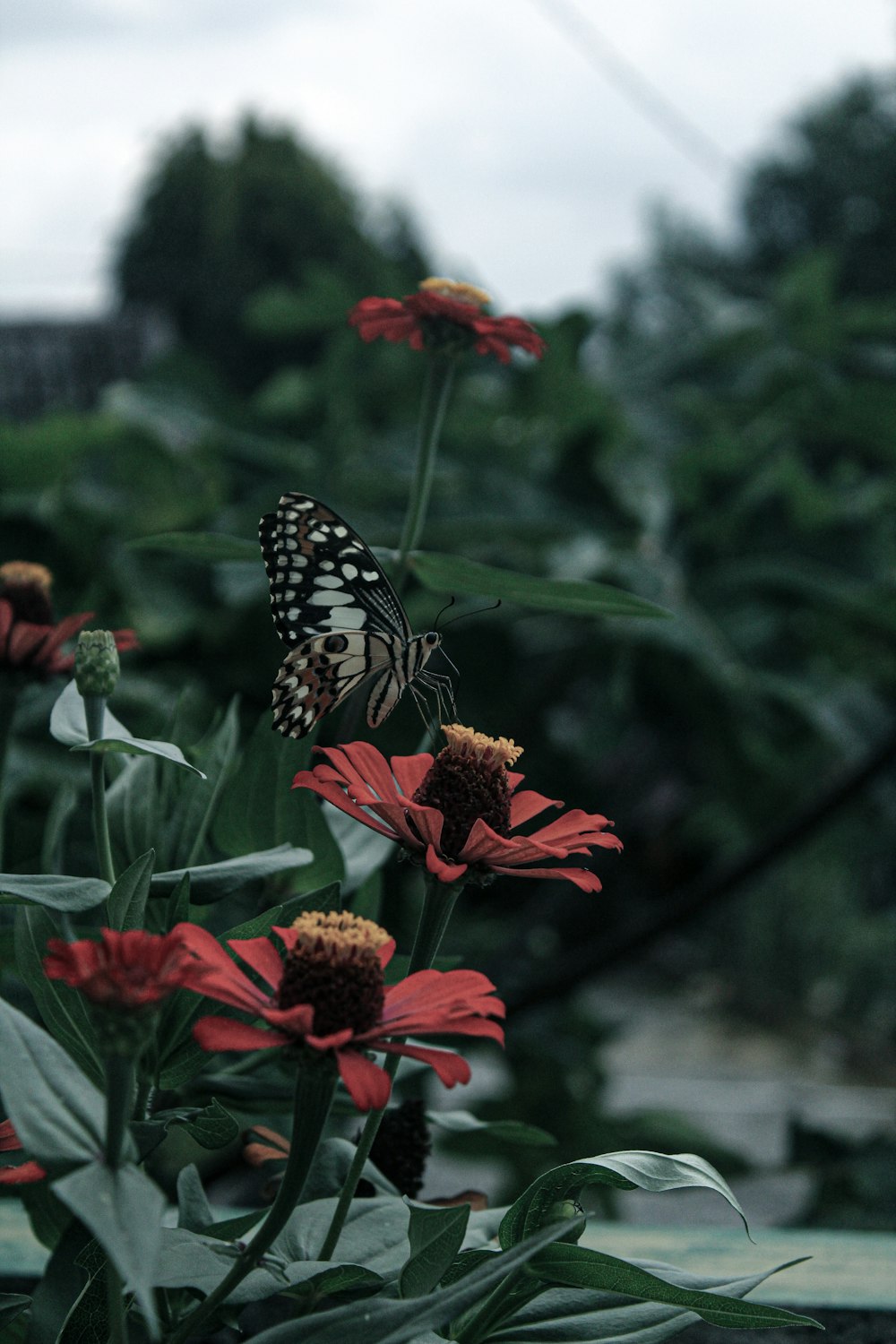 black and white butterfly on red flower