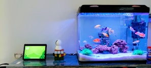 clear glass fish tank with blue fish