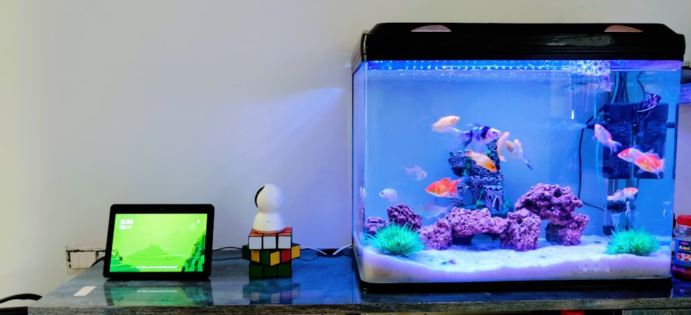 clear glass fish tank with blue fish