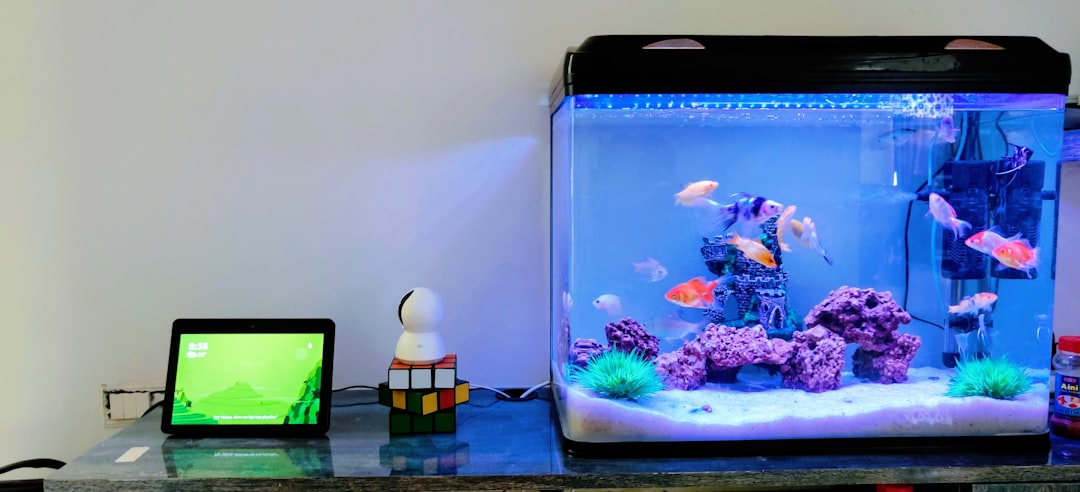 A well-maintained aquarium with healthy fish