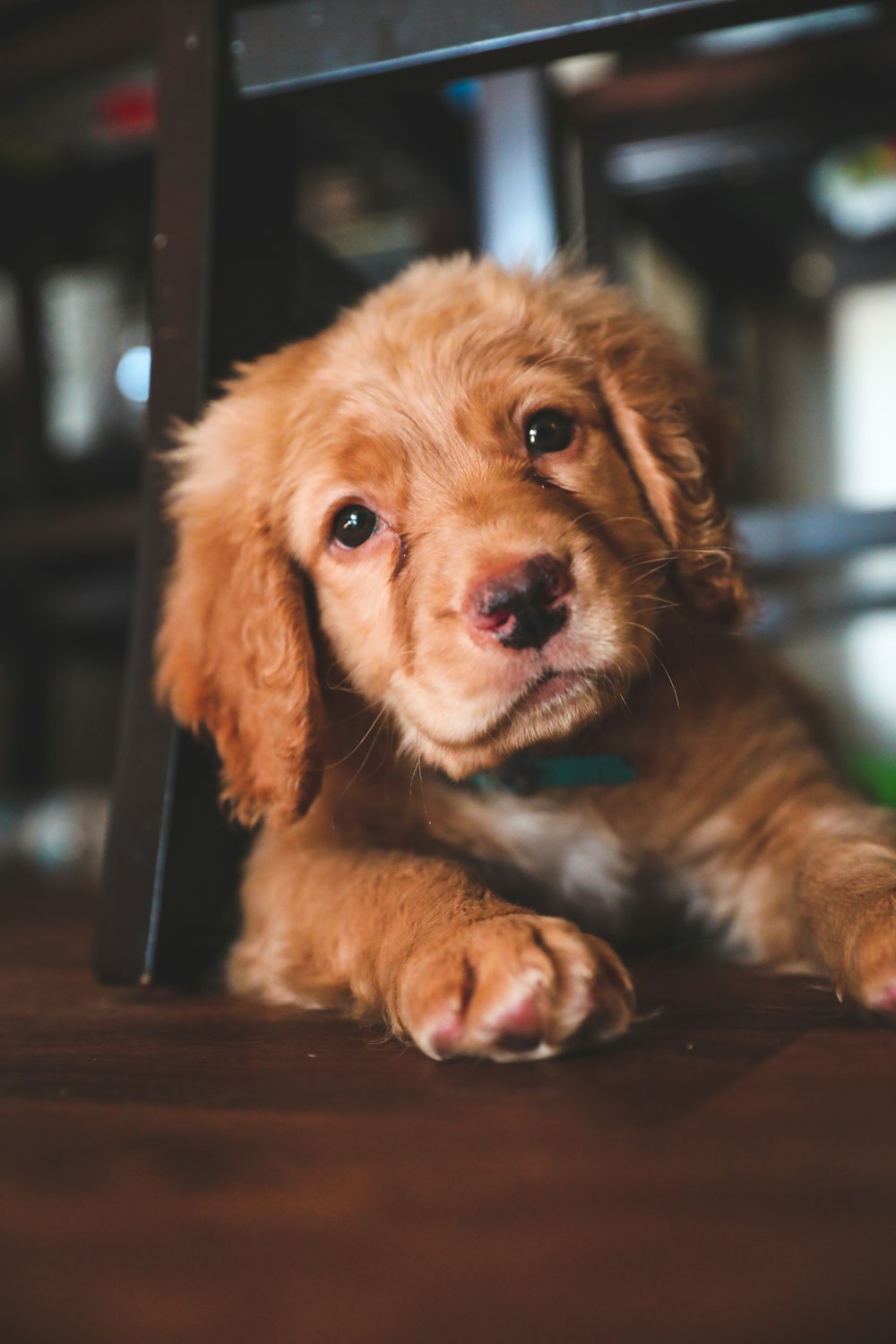 brown long coated small dog