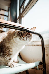 A happy cat wearing a custom-made vibrant sweater, sitting by a sunny window.